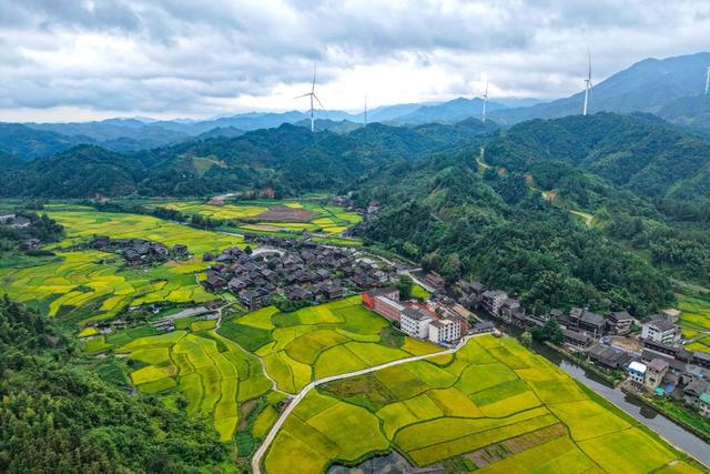 稻田、秋天、乡村、丰收、风光
