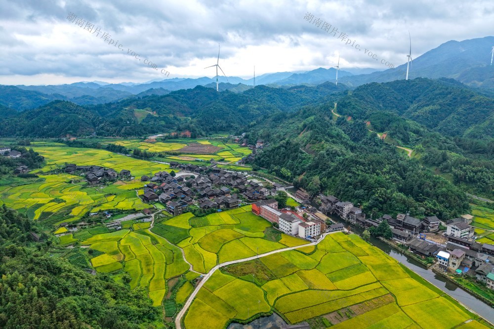 稻田、秋天、乡村、丰收、风光