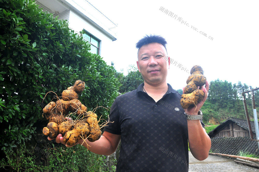 黄精  村民 书记