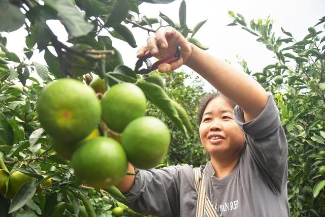 蜜橘丰收采摘忙