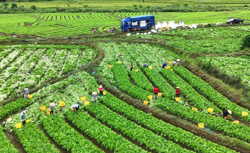 供港蔬菜采收忙