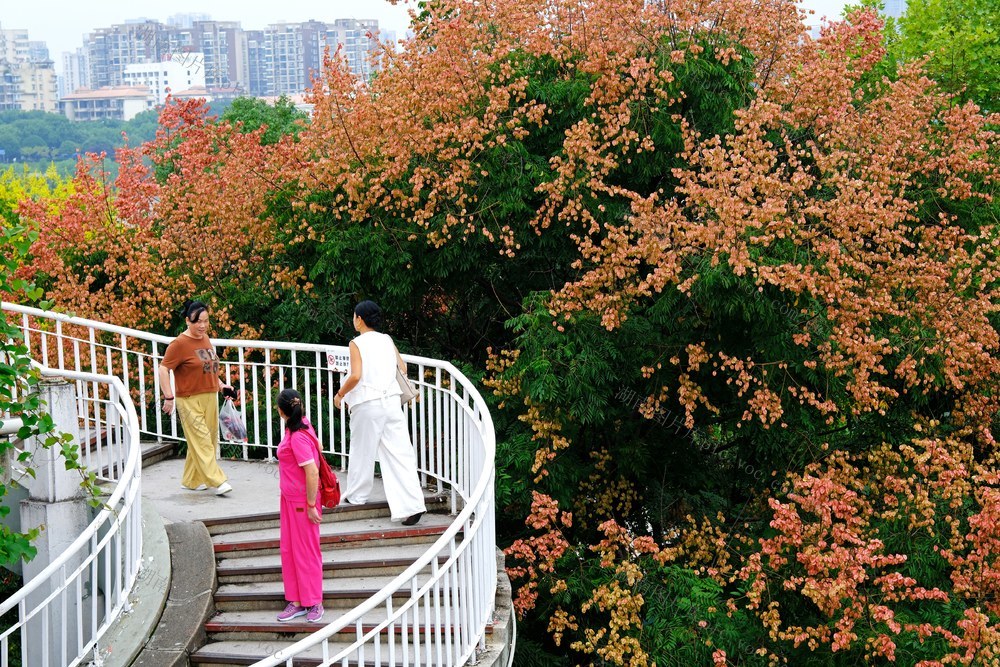 栾树花开