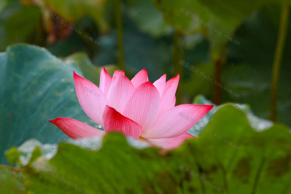 荷花  秋日  白露  雨后
