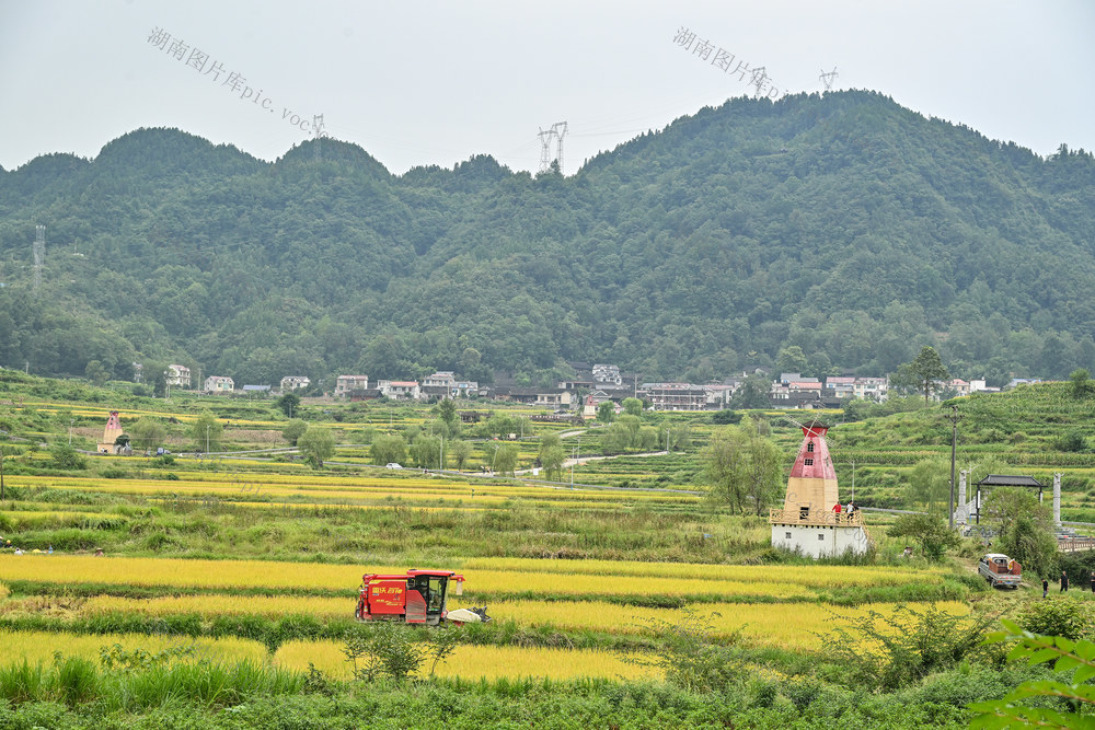 秋收 农忙 稻谷 