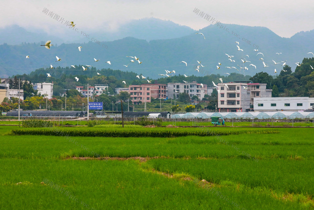 鹭鸟  守护  防治  大米  提质