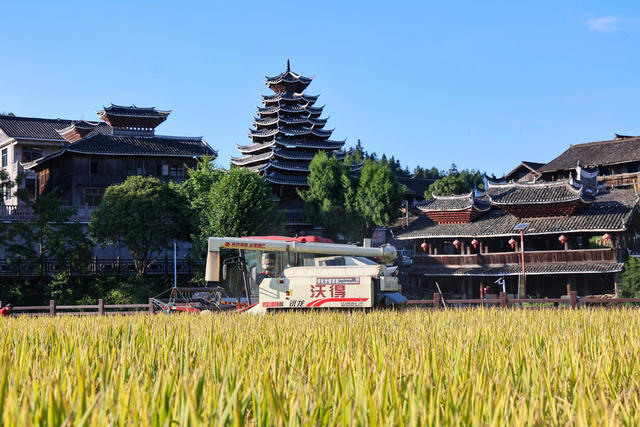 农业、秋收、侗寨、丰收、水稻