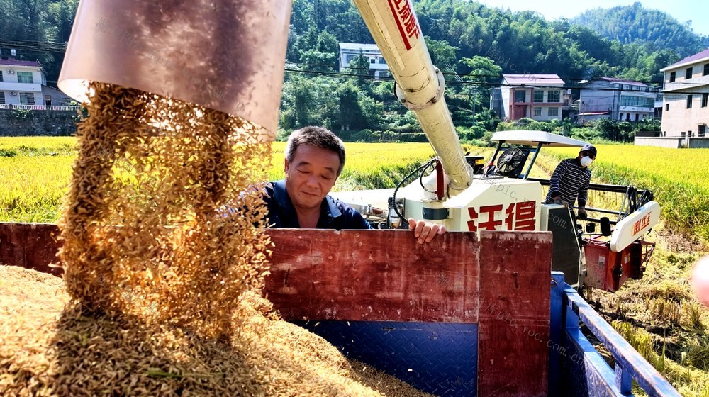 中稻 喜获丰收
