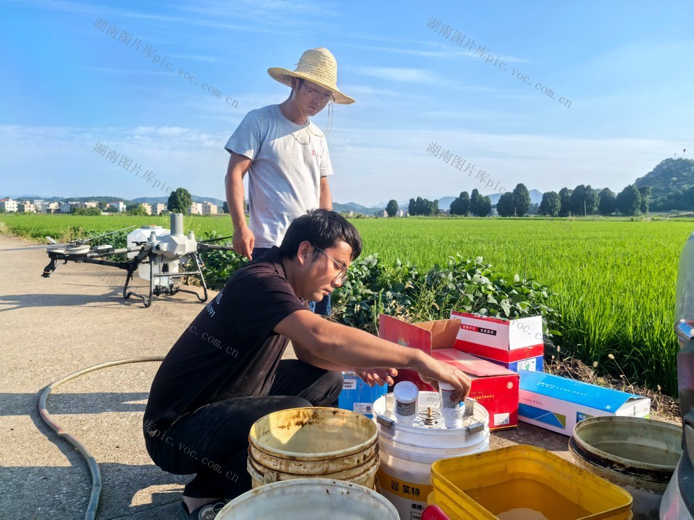 虫口夺粮 确保 晚稻 丰收