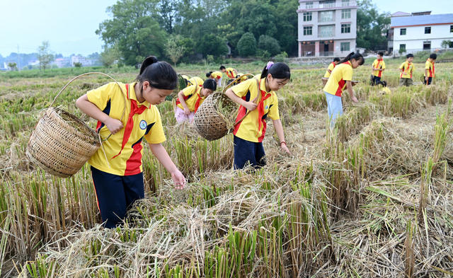 拾稻穗，劳动，爱粮，惜粮，节约，习惯，教育，学生，稻田，学校，田间 农村