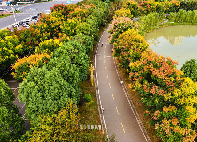 栾树  花开  秋意  初秋  公园  风景