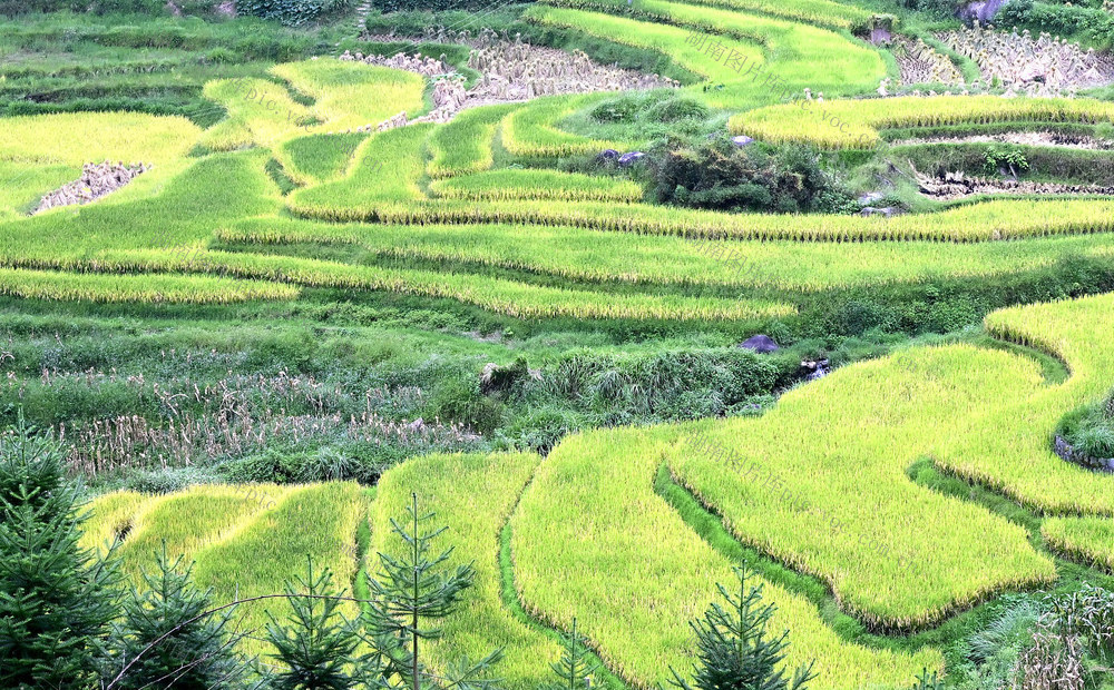 梯*田