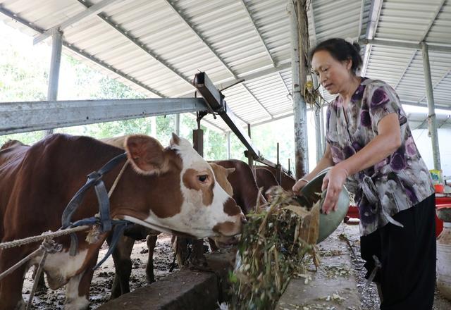 生态养牛助农增收