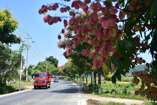 栾树繁花映省道