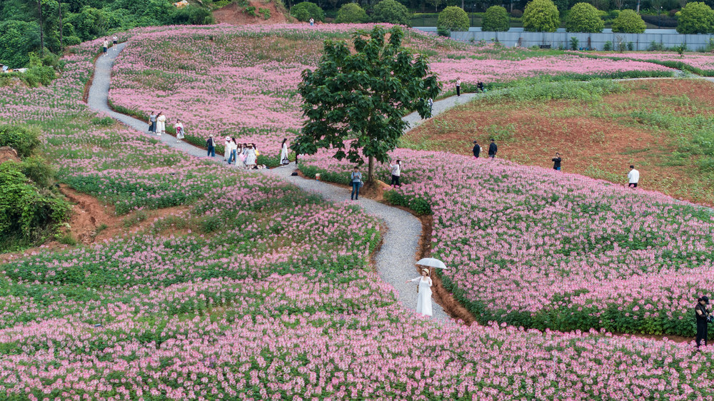 城市，园林建设，花海，怀化，醉蝶花