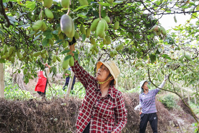 种植 水果 农业 乡村 八月瓜 经济