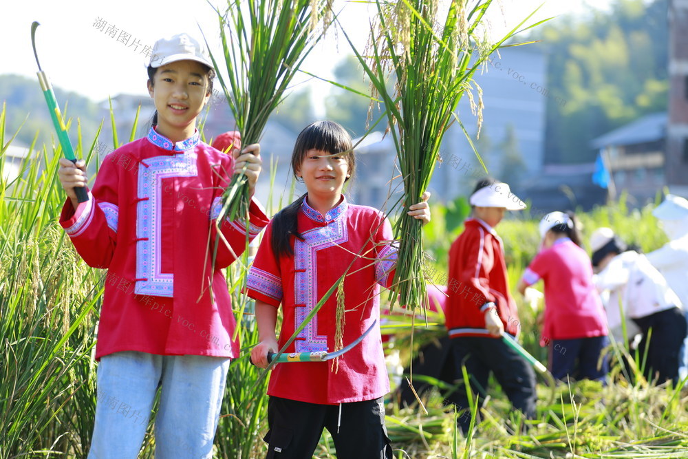 学农基地 稻谷 香  做中学 劳动