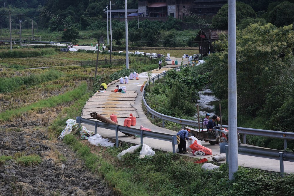 秋收、晒谷、农业、水稻、粮食收储