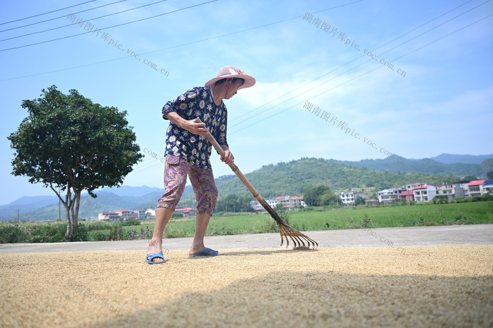 丰收，颗粒归仓