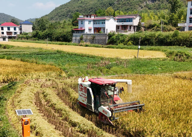 守护 粮食 生产 安全 稻谷 收割 杀虫灯 城步 
