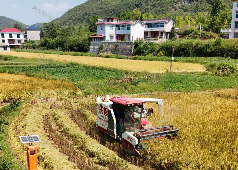守护 粮食 生产 安全 稻谷 收割 杀虫灯 城步 