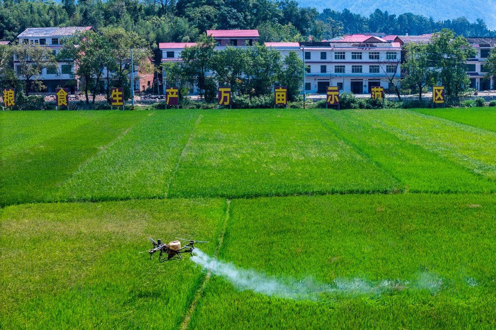 粮食生产  秋粮 晚稻  丰收  统防统治  病虫  防治  无人机  植保