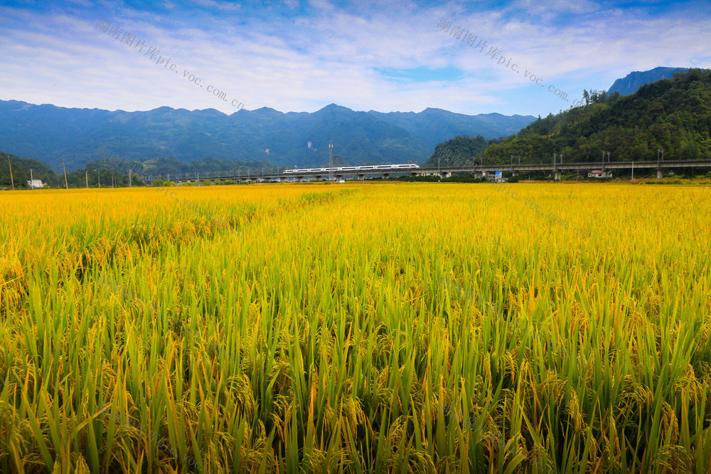 湖南，龙山，秋日，田园，丰收，风景