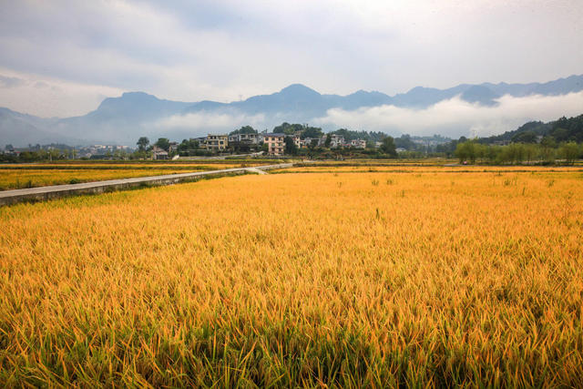 湖南，龙山，云雾，青山，水稻