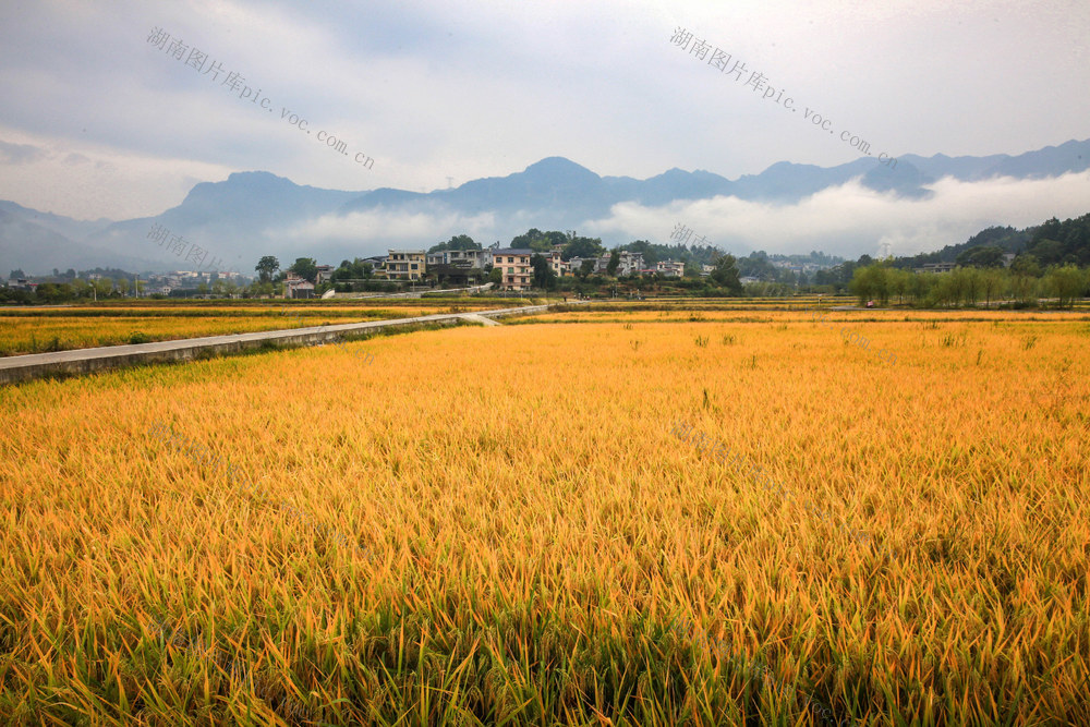 湖南，龙山，云雾，青山，水稻