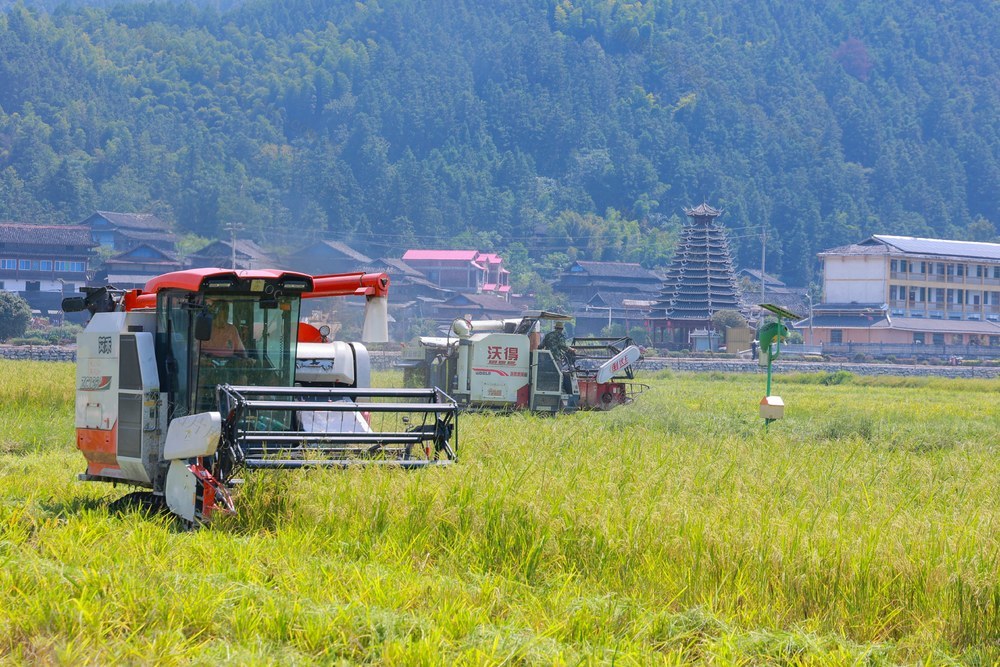 秋收、水稻、制种、农业、一村一品