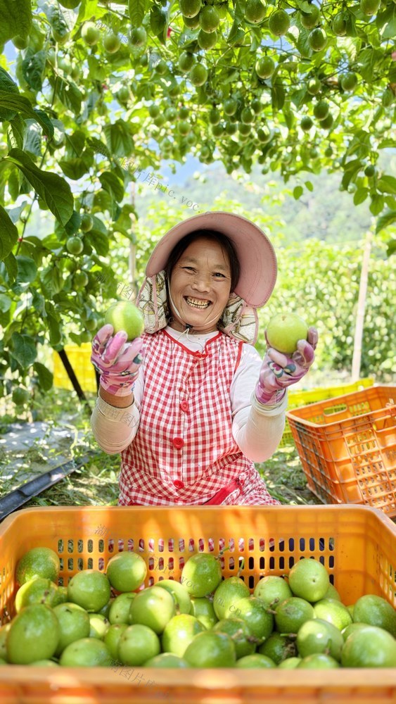 党支部 合作社 基地 社员  高山  产业 群众 增收