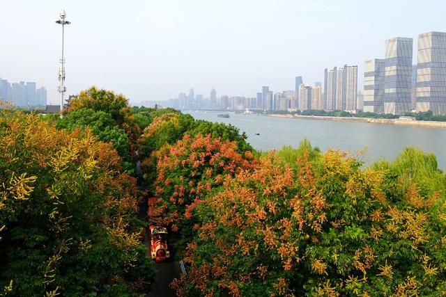 栾树花开