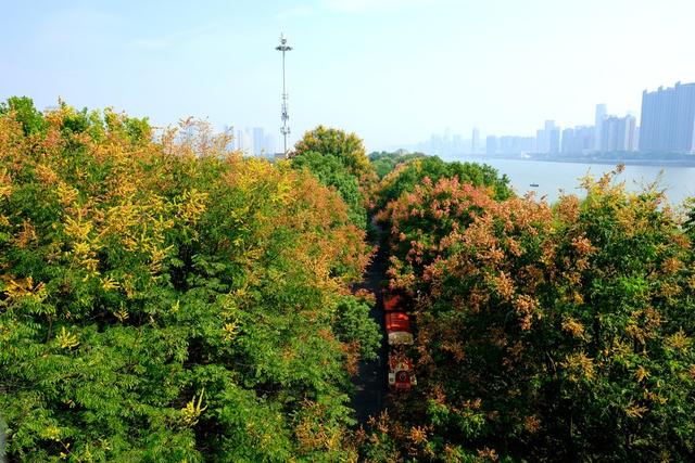 橘子洲景区，栾树花开