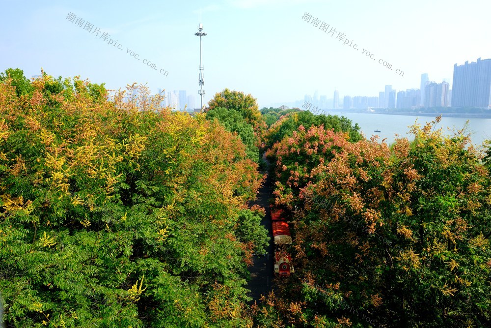 橘子洲景区，栾树花开