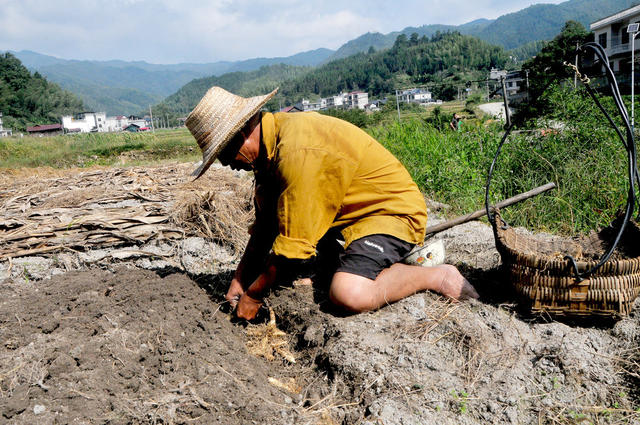 玉竹 种植 药农