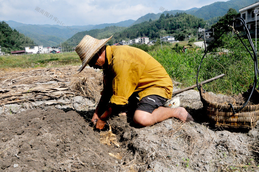 玉竹 种植 药农