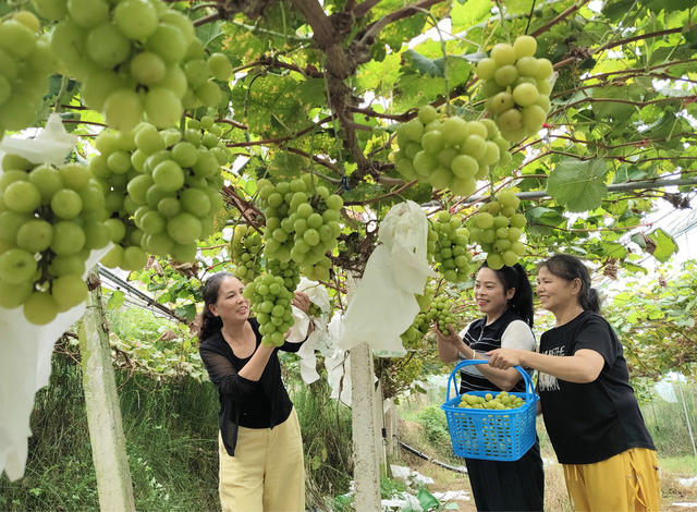 葡萄园里采摘乐（图）
9月20日，湖南省隆回县荷香桥镇竹叶村葡萄园，游客在采摘葡萄、玩鼓、唱歌、跳舞。当地青年农民邹金钱自学葡萄种植技术，种植葡萄，散养土鸡，并在葡萄园里开设长桌宴和直播间，集采摘、休闲于一体。游客不断。
