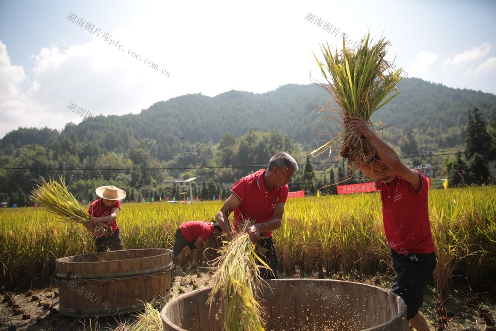 桂东，寨前镇，农民丰收节，农耕竞赛，割禾，抓鱼，稻鱼鸭基地，共庆丰收，乡村振兴，氧都桂东