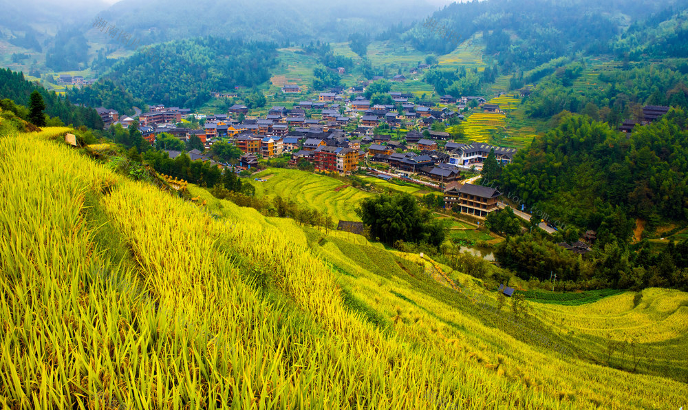 稻田  秋收  山村