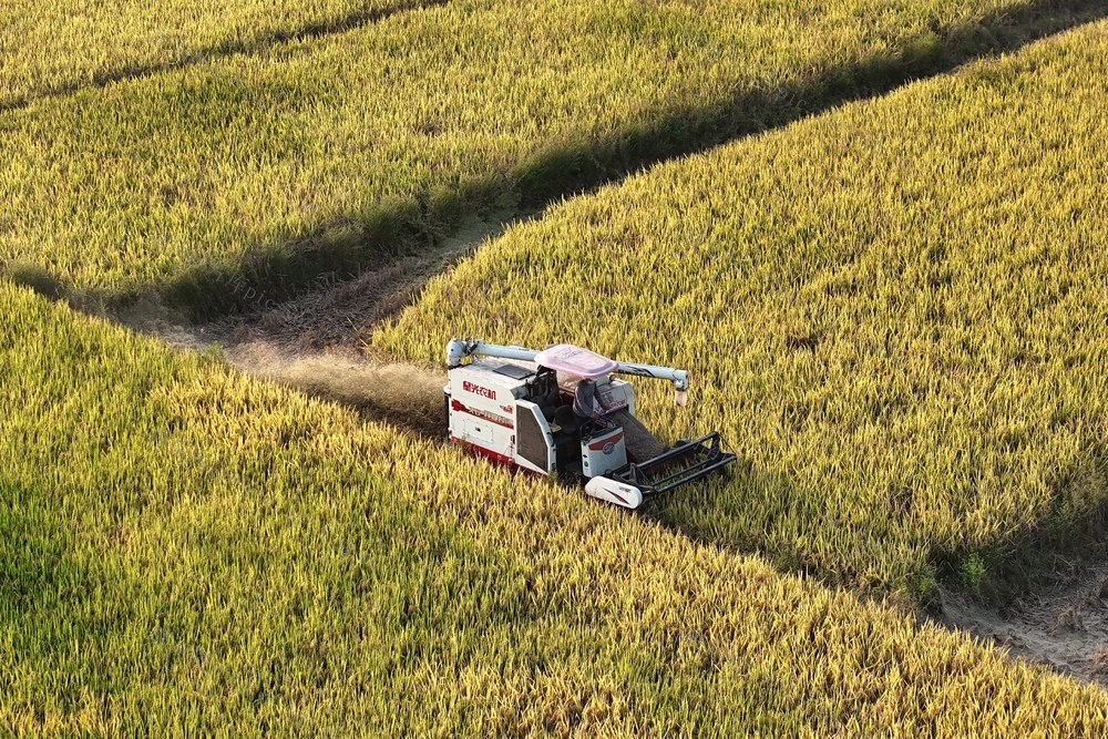 粮食生产  中稻  丰收  金秋  秋收