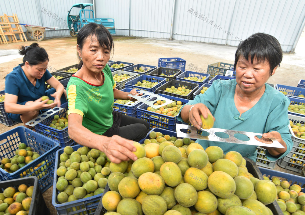嘉禾：特色产业助增收