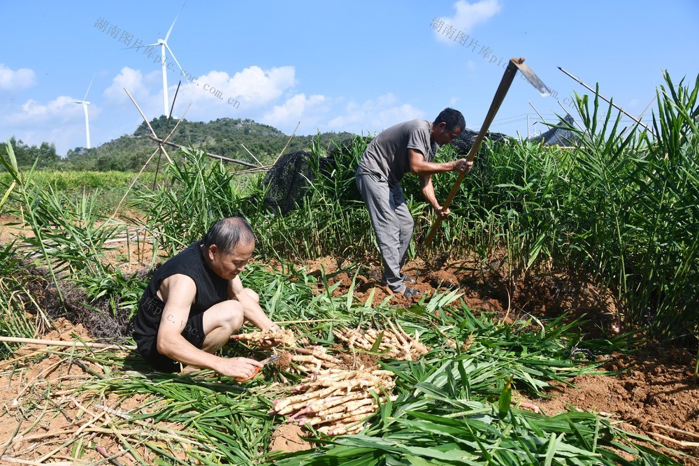 采收香姜供应节日市场