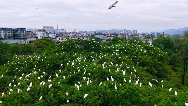 湖南新宁夫夷江湿地：万千候鸟南迁“栖”祝“湿”意国庆 
