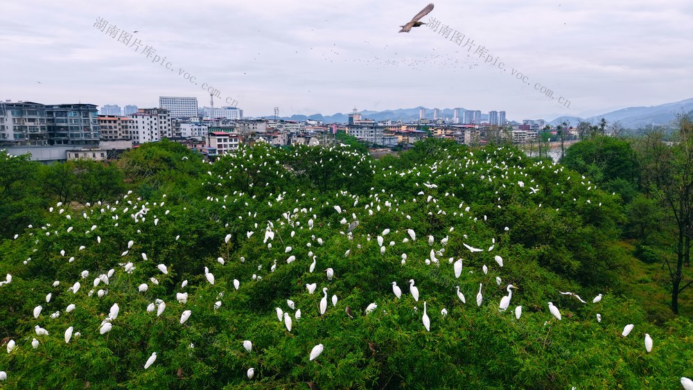 湖南新宁夫夷江湿地：万千候鸟南迁“栖”祝“湿”意国庆 