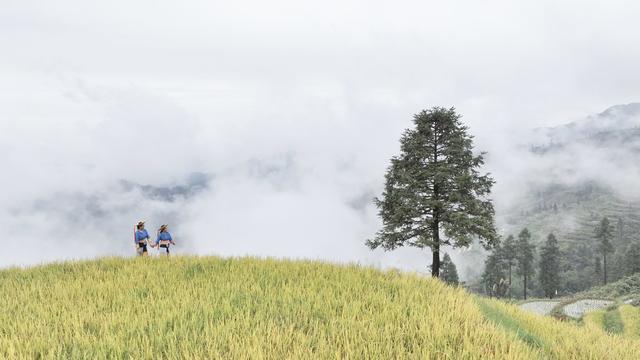 旅游，国庆长假，山背，秋日，花瑶梯田