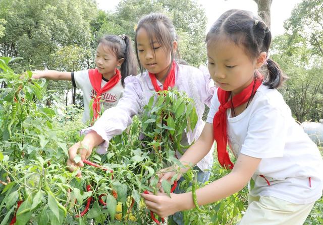  校园农场喜迎丰收