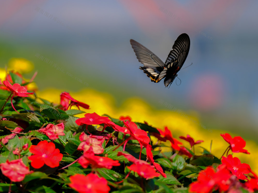 蝶恋花