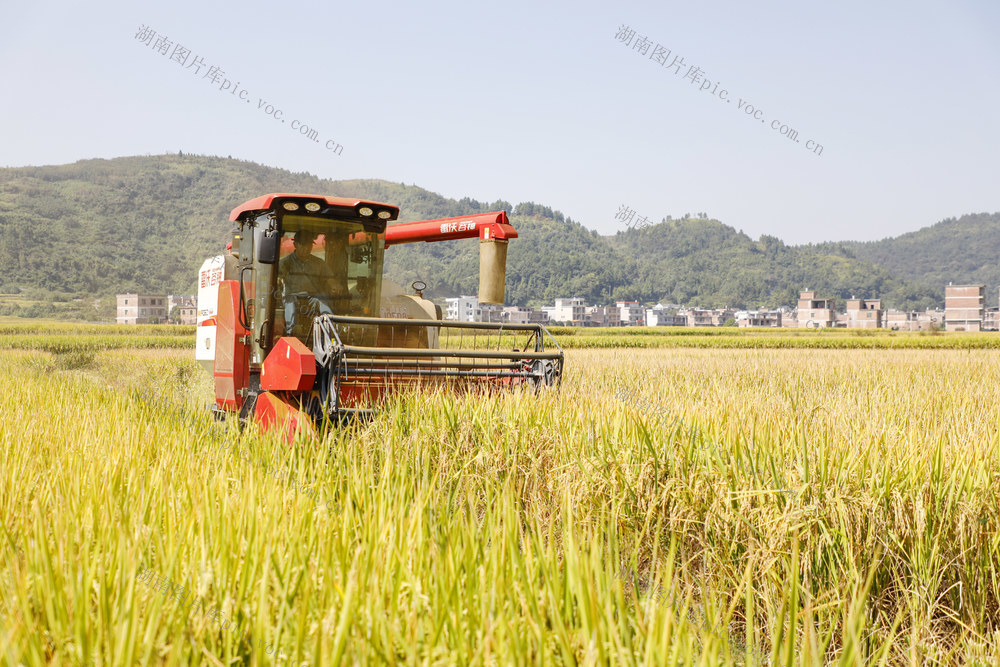 湖南 新田 晚稻收割 颗粒归仓