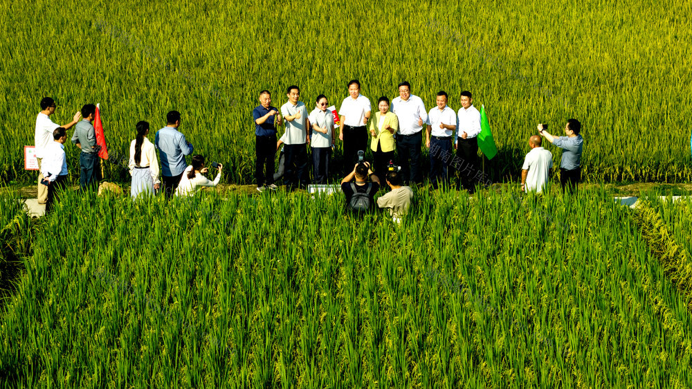 育种基地 粮食 良种培育 现代农业 田间考察