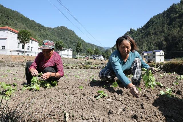  秋冬田不闲     油菜移栽忙