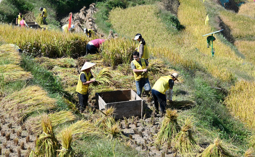 打禾 比赛 梯田 农耕 文化 丰收 稻谷 游客 农民 竞赛 山背景区  农村